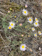 Image of threadleaf fleabane