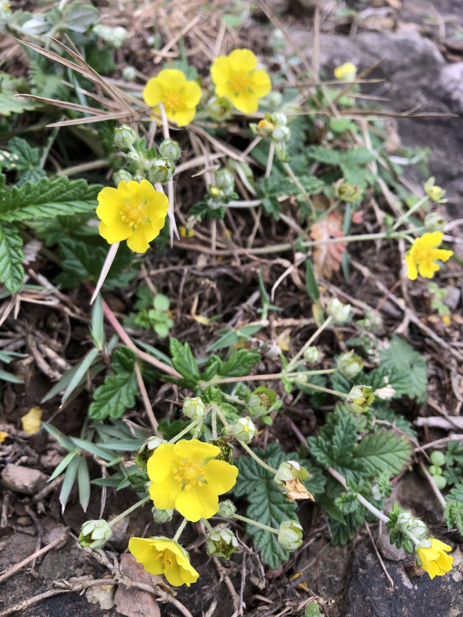 Image of Potentilla discolor Bunge