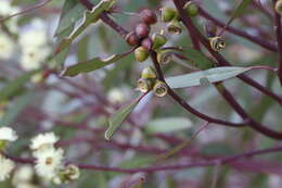 Слика од Eucalyptus diptera C. R. P. Andrews