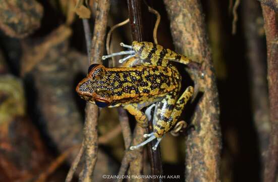 Image of Spotted Stream Frog