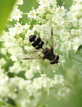 Leucozona laternaria (Muller 1776) resmi