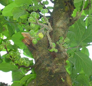 Image of Ficus hispida L. fil.