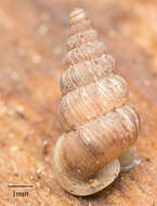 Image of Cochlostoma septemspirale (Razoumowsky 1789)