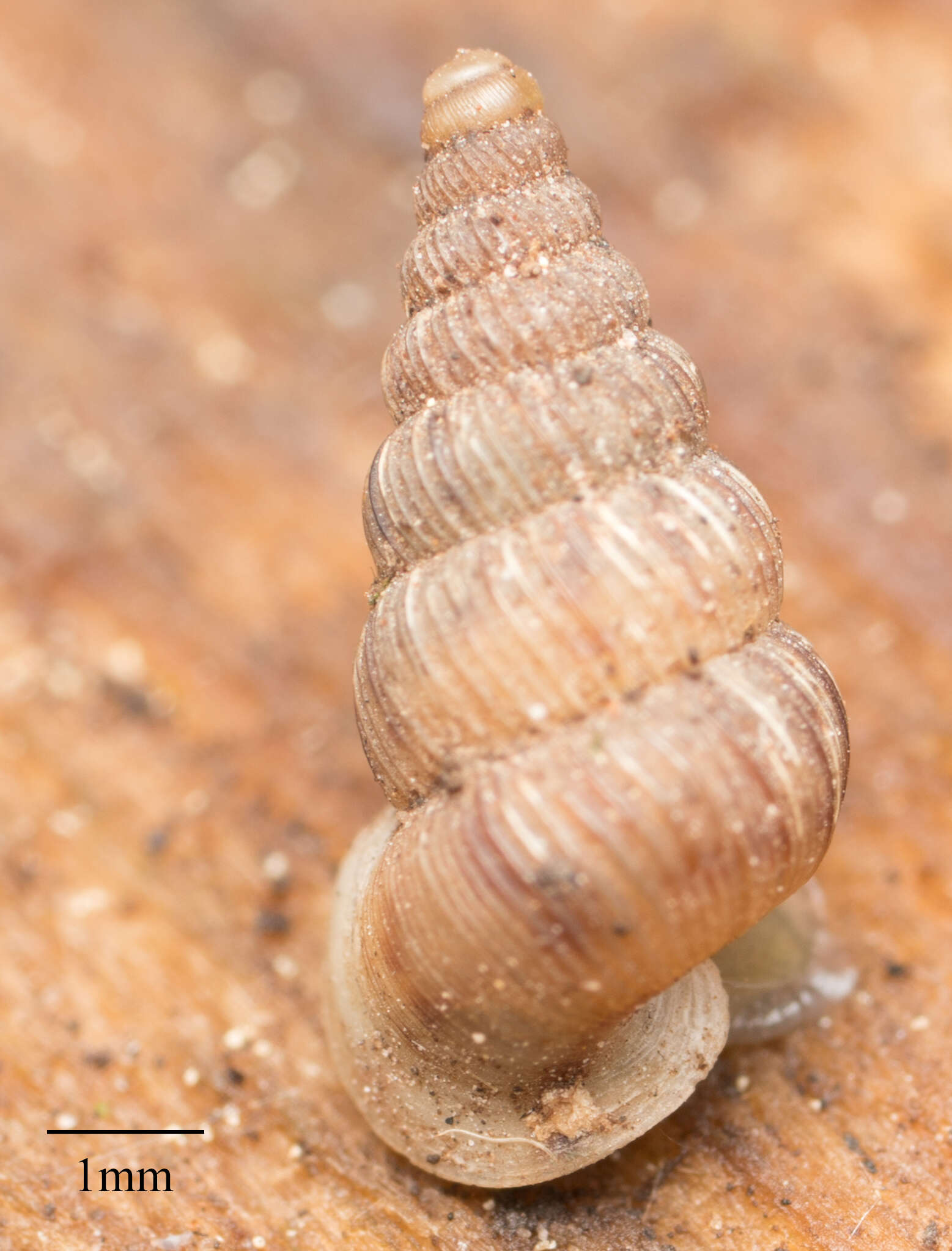 صورة Cochlostoma septemspirale (Razoumowsky 1789)