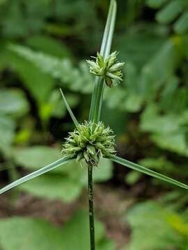 Image de Cyperus lupulinus subsp. macilentus (Fernald) Marcks