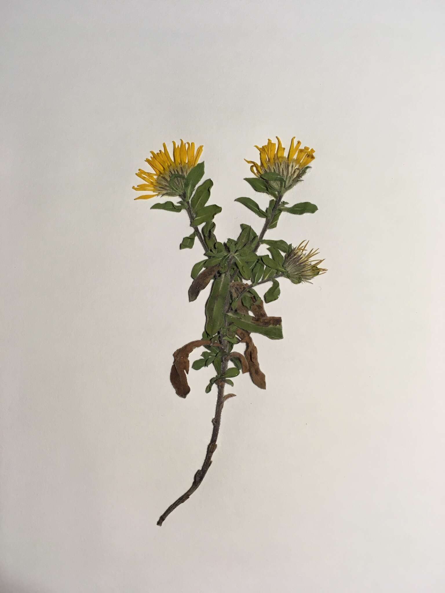 Image of hairy false goldenaster