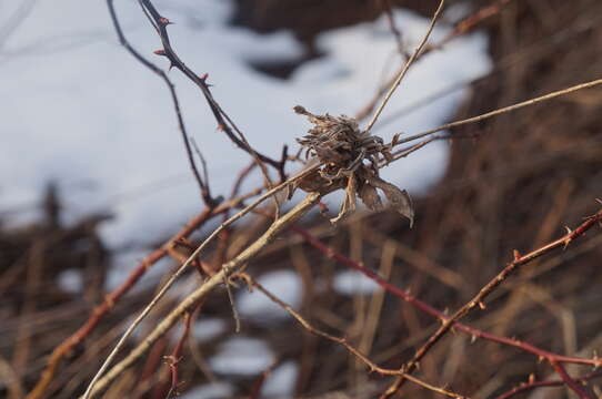 Image of Goldenrod Bunch Gall