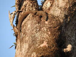 Image of Bengal Monitor Lizard