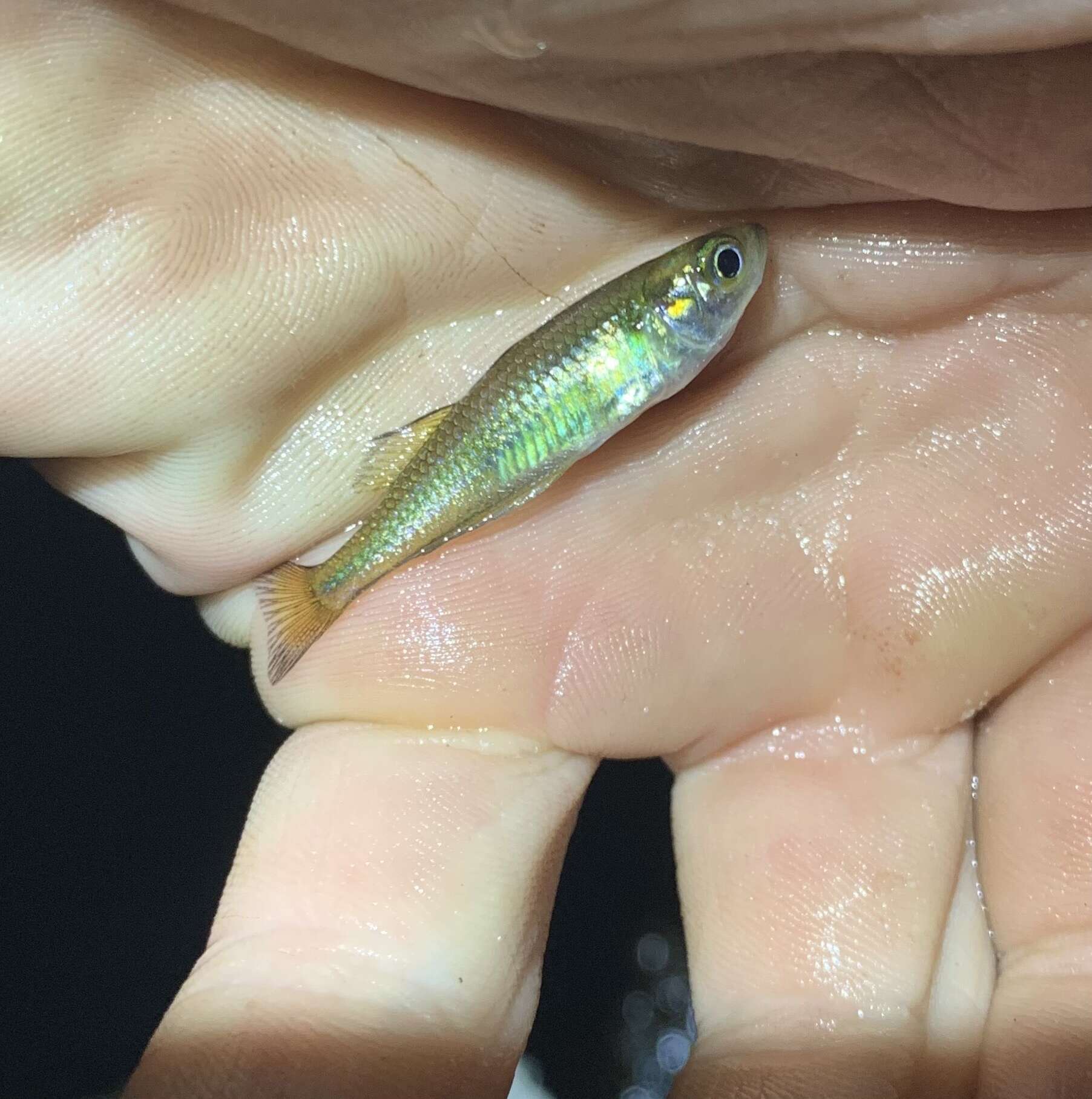 Image of Crimson-spotted rainbowfish