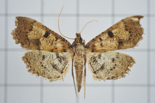 Image of <i>Ceratarcha umbrosa</i> Swinhoe 1894