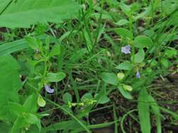 Scutellaria parvula var. missouriensis (Torr.) Goodman & C. A. Lawson resmi