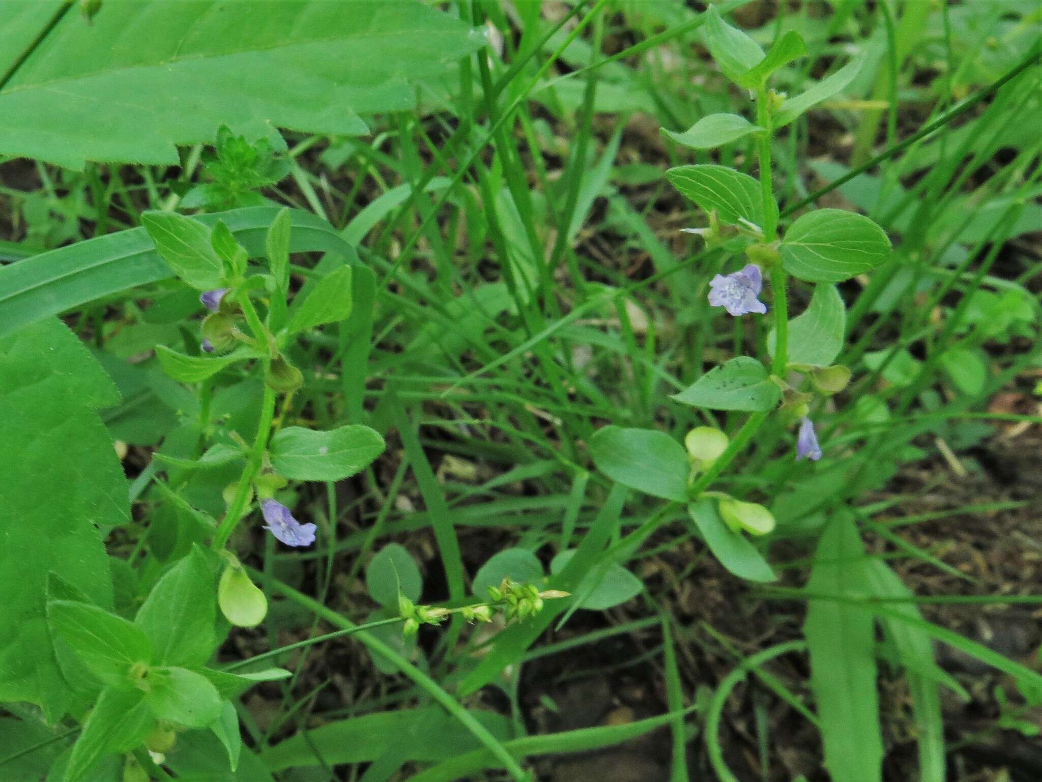 Scutellaria parvula var. missouriensis (Torr.) Goodman & C. A. Lawson resmi