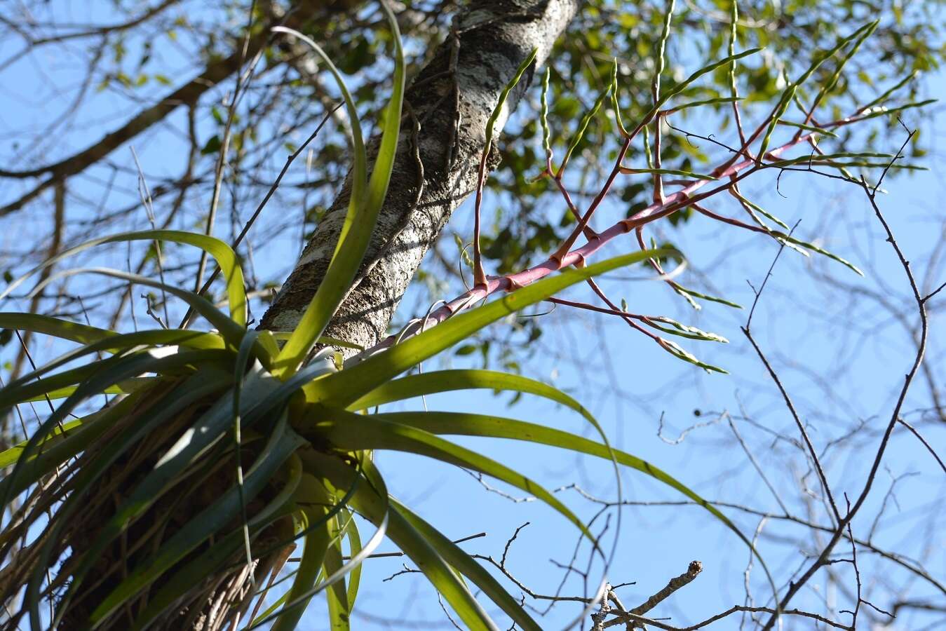 Image of Tillandsia elusiva Pinzón, I. Ramírez & Carnevali