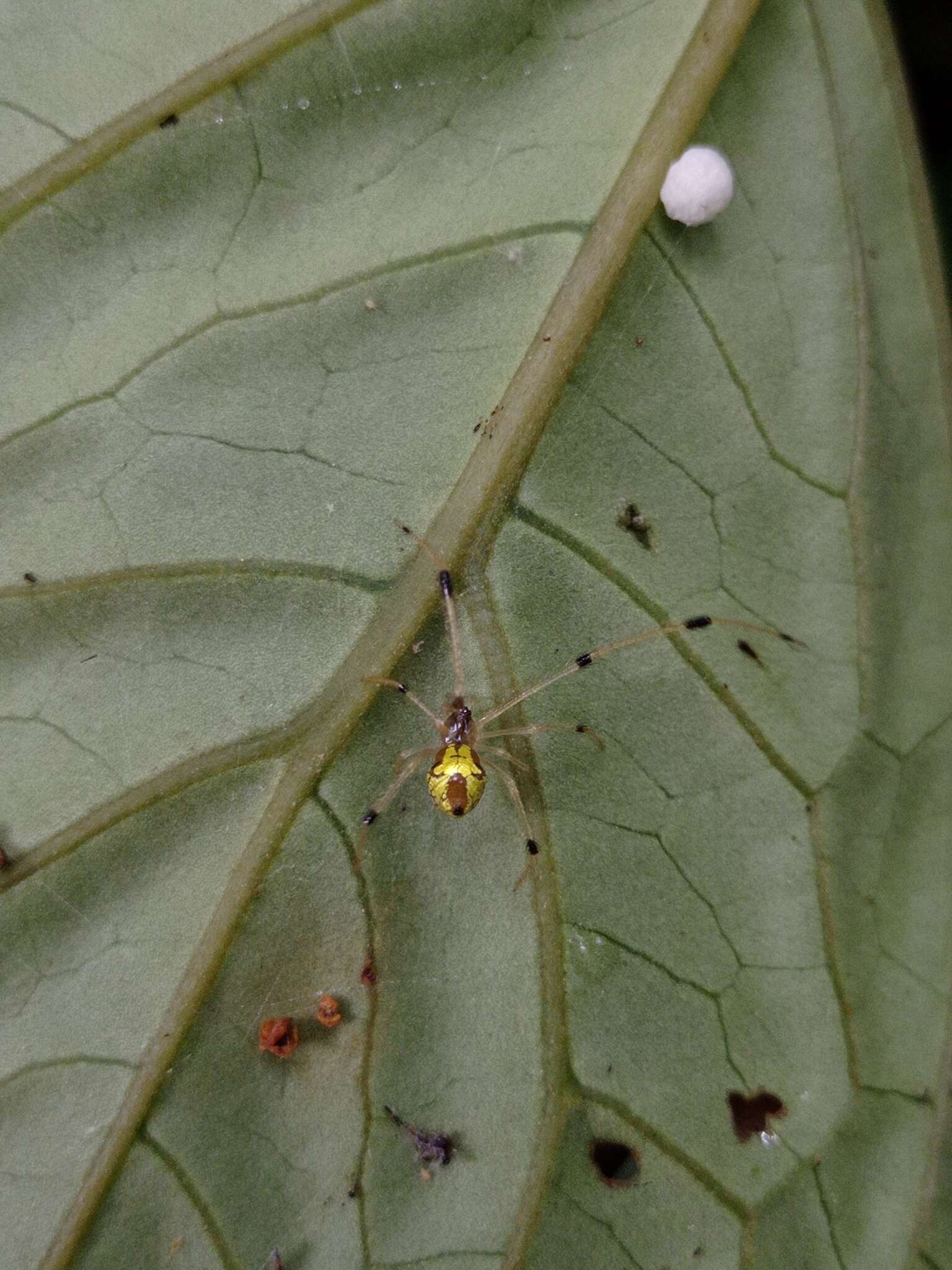 Image of Chrysso scintillans (Thorell 1895)