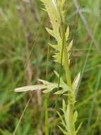 Image de Cirsium pendulum Fisch. ex DC.