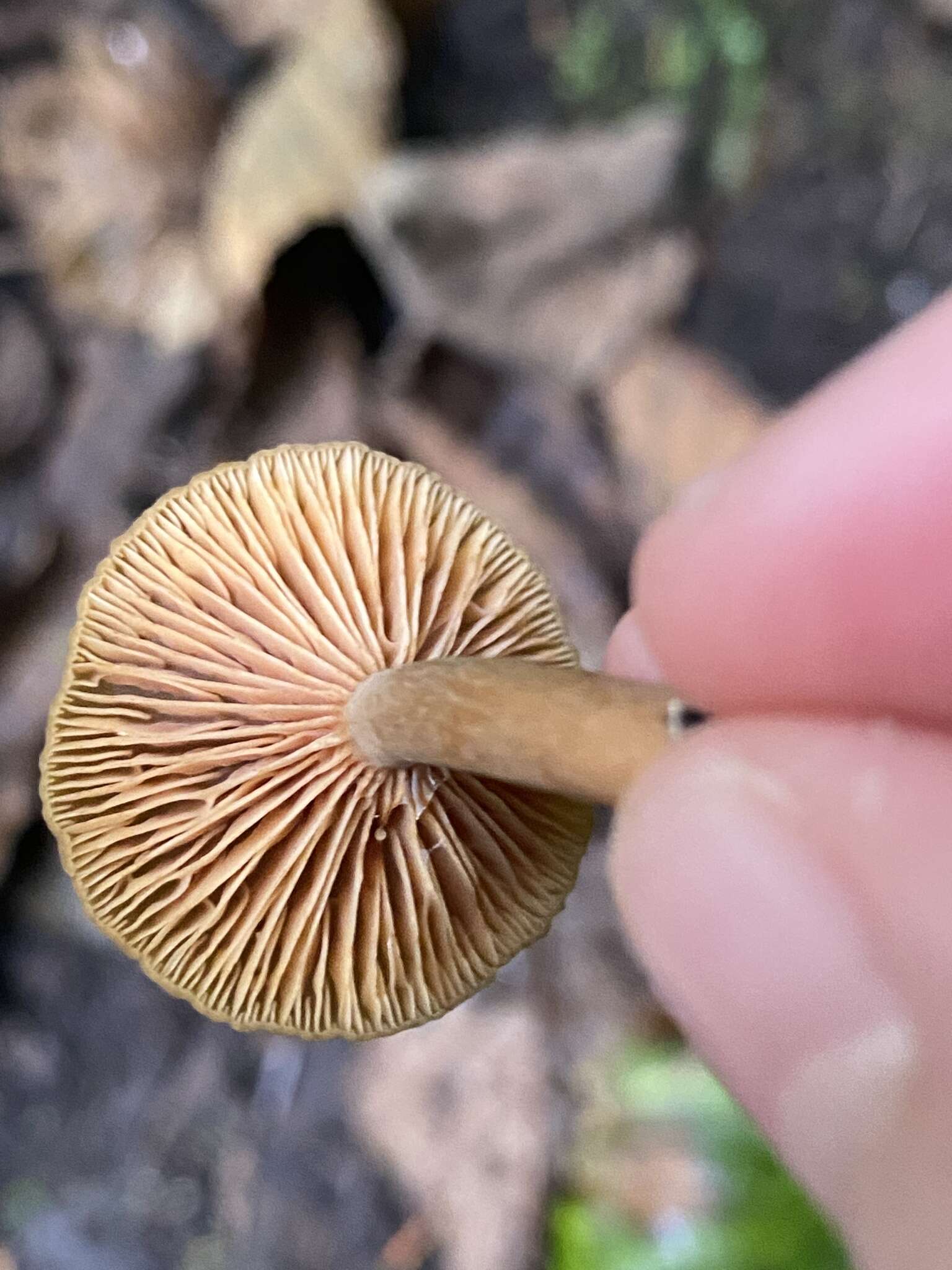 Imagem de Lactarius occidentalis A. H. Sm. 1960