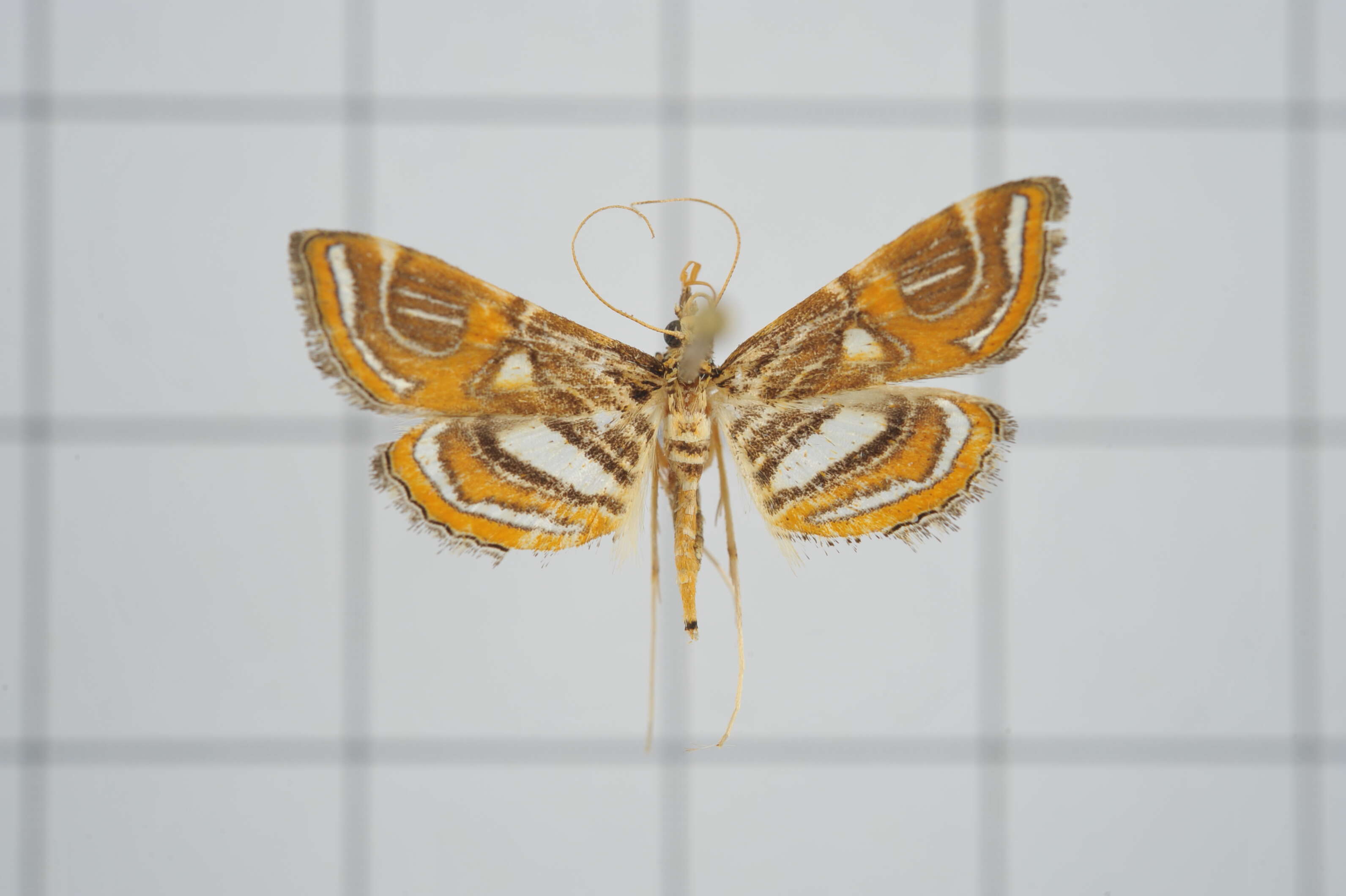 Image of Paracymoriza cataclystalis Strand 1919