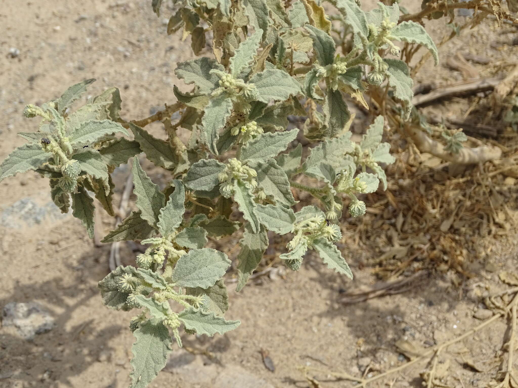 Image of Chrozophora oblongifolia (Delile) A. Juss. ex Spreng.