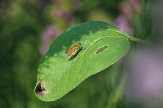 Image of Tawny-edged Skipper