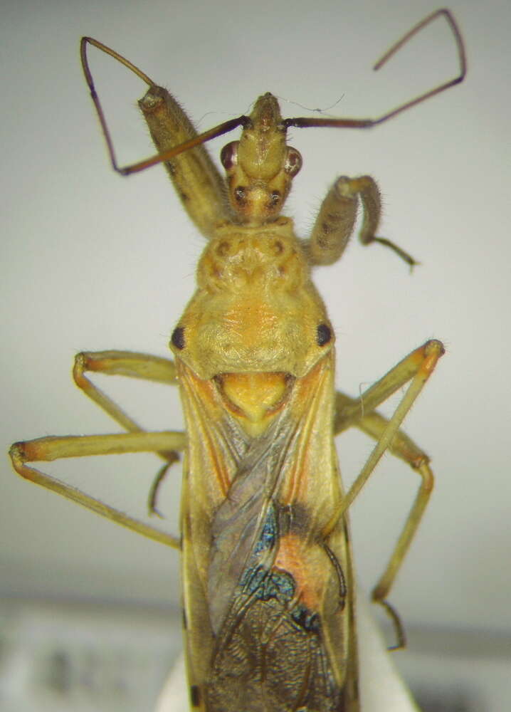 صورة Callistodema fasciata (Kolenati 1856)