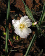 Lewisia oppositifolia (S. Wats.) B. L. Rob. resmi