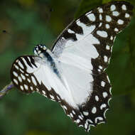 Image de Graphium angolanus (Goeze 1779)