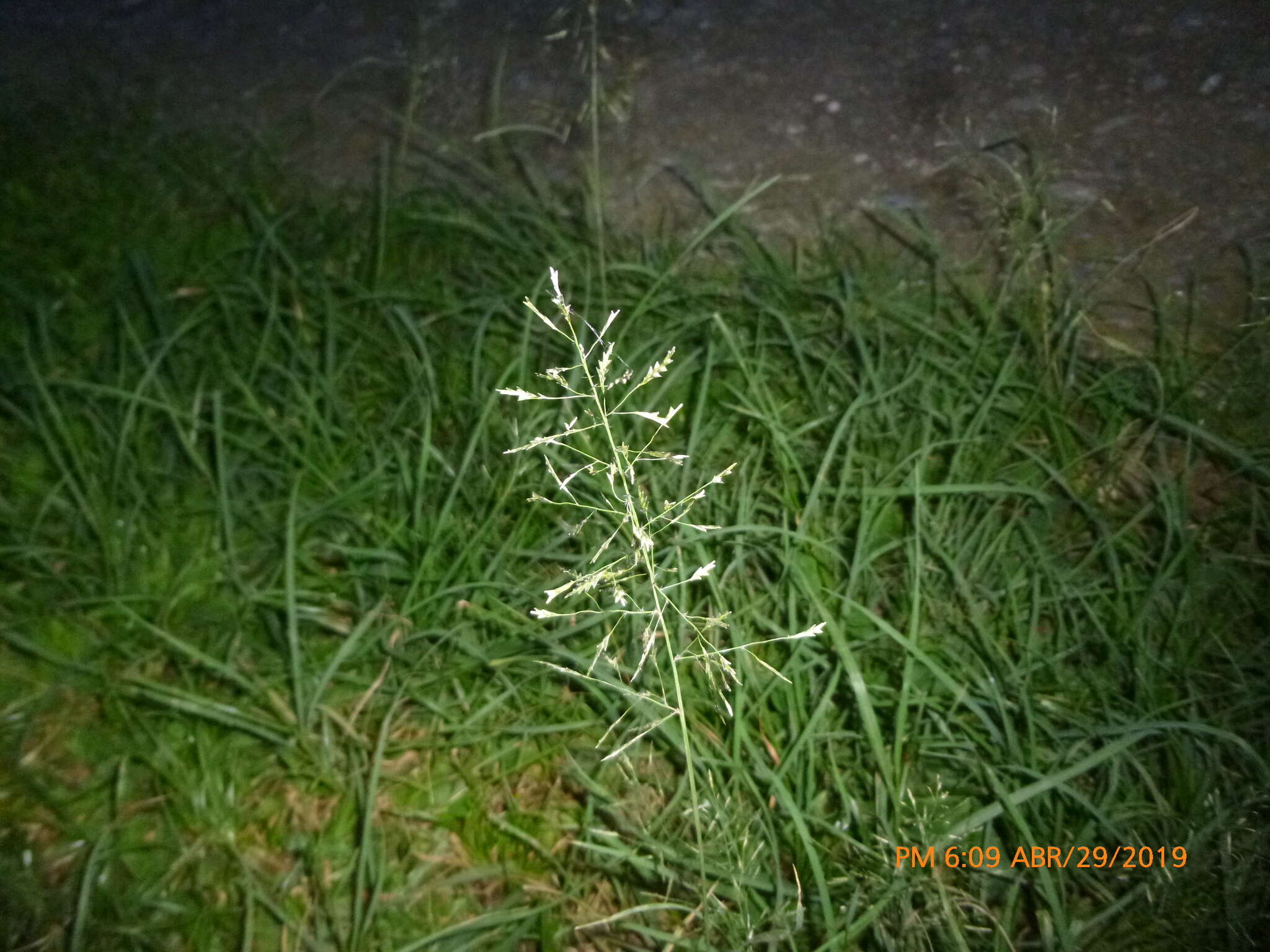 Image of Indian lovegrass