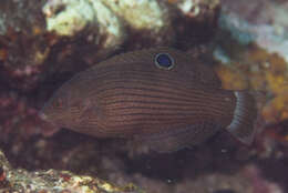 Image of Dusky wrasse