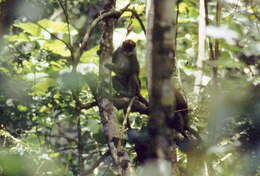 Plancia ëd Procolobus Rochebrune 1877