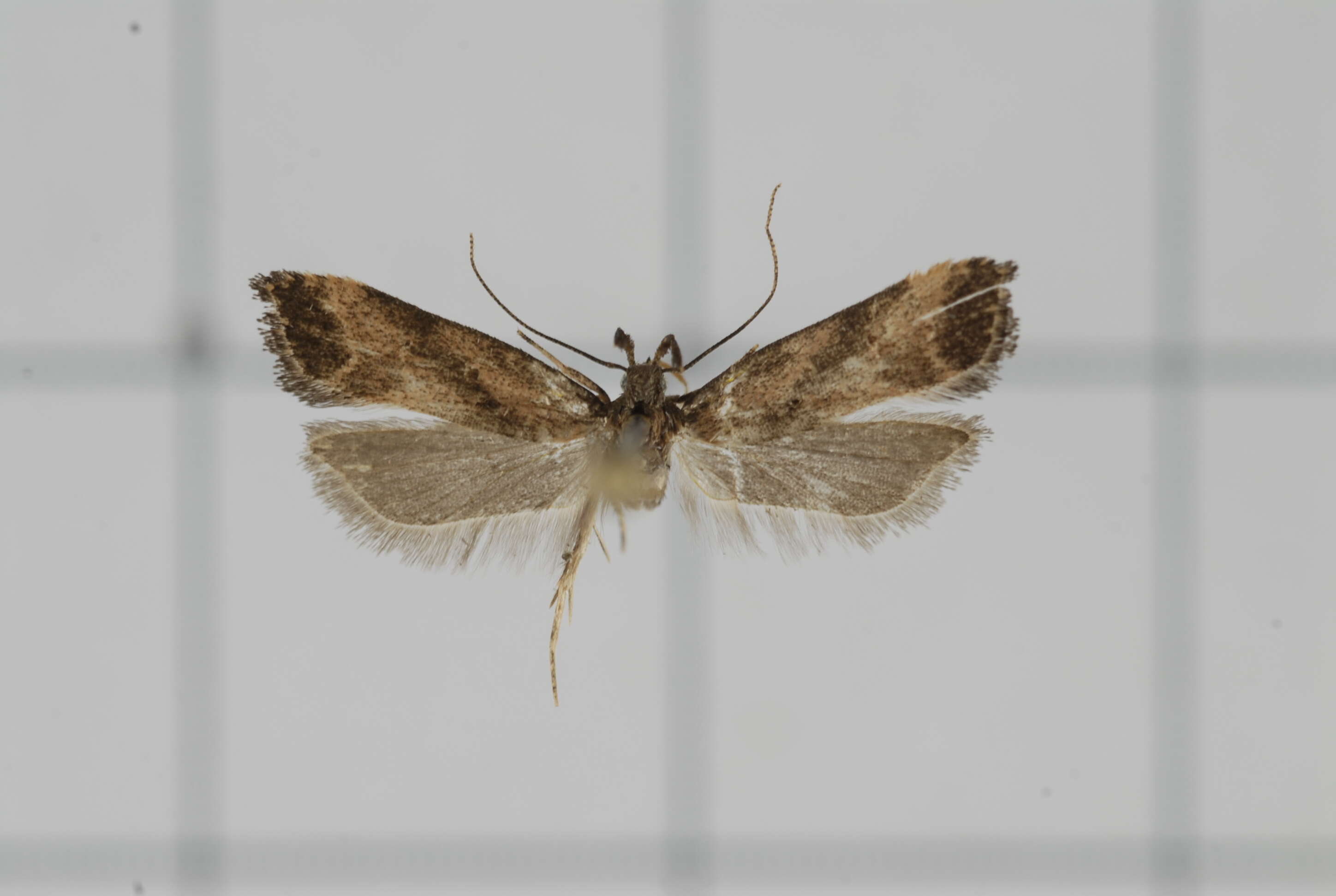 Image of Helcystogramma trijunctum