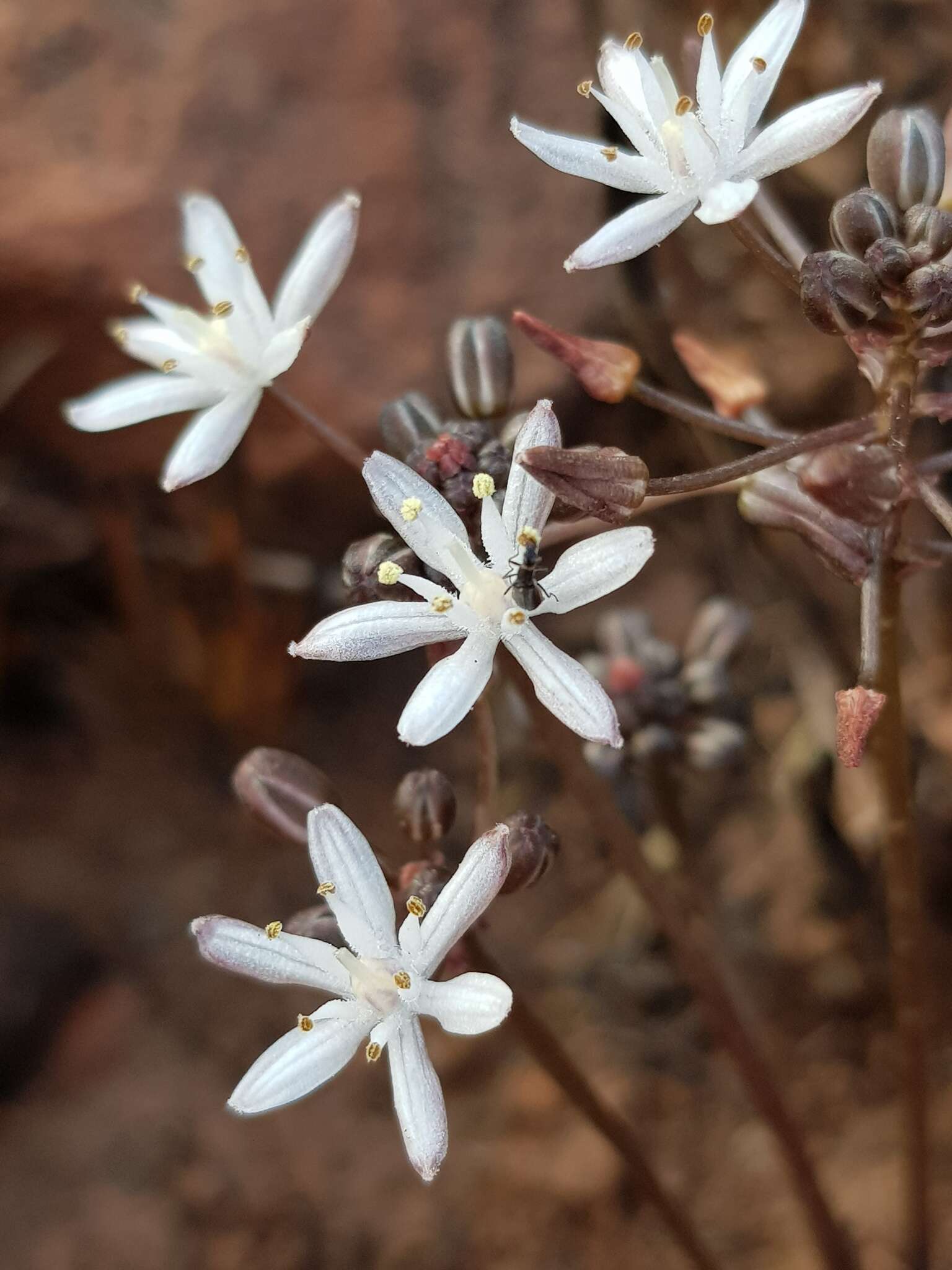 Image of Fusifilum depressum (Baker) U. Müll.-Doblies, J. S. Tang & D. Müll.-Doblies