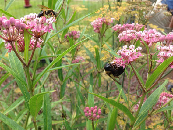 Image of swamp milkweed