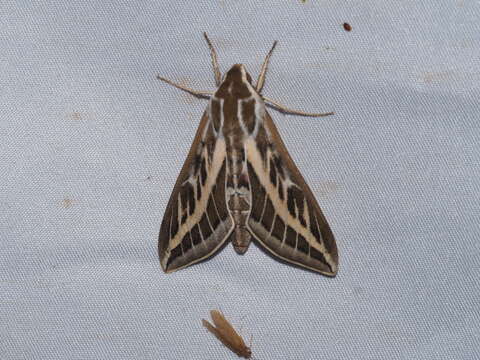 Image of Australian Striped Hawk Moth