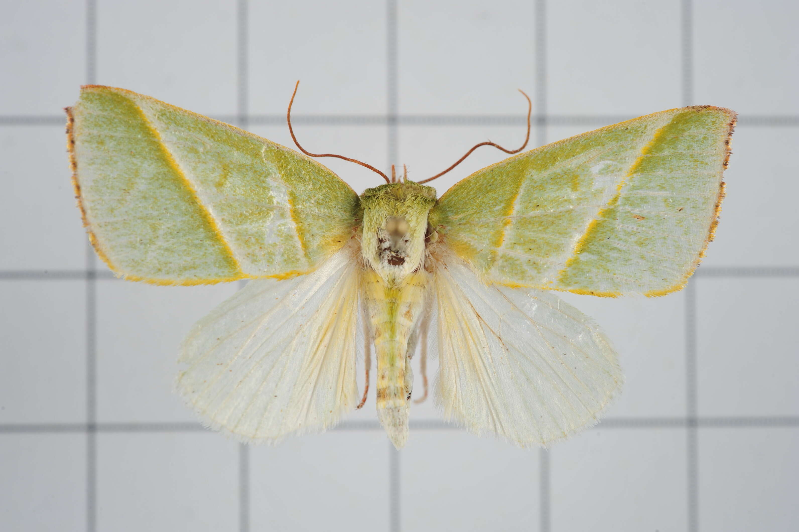 Image of Hylophilodes tsukusensis Nagano 1918