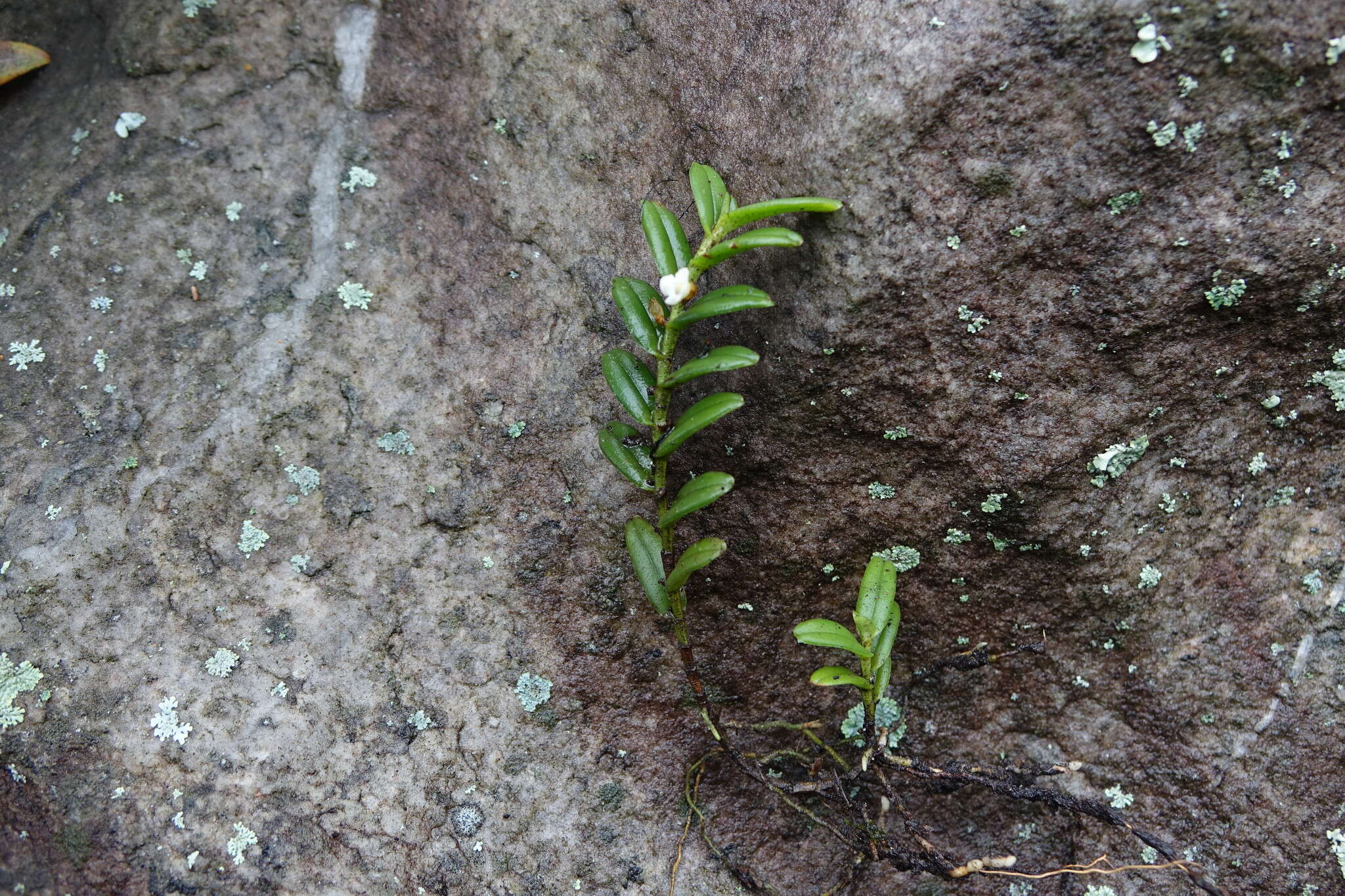 Imagem de Angraecum pectinatum Thouars