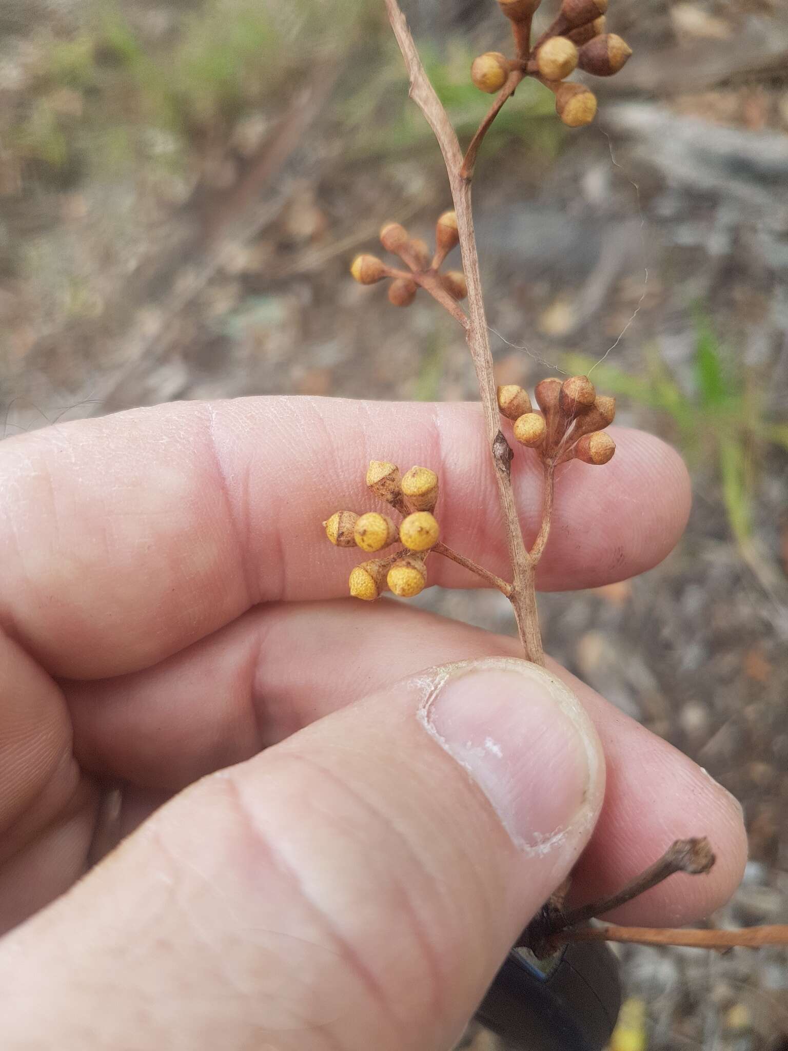 Image of gray gum