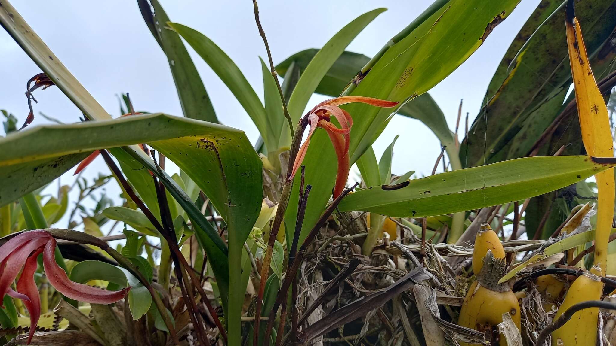 Image of Maxillaria colorata Rchb. fil.