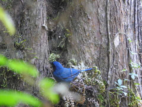 Image of Black-throated Jay