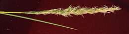 Image de Stipagrostis sabulicola (Pilg.) De Winter