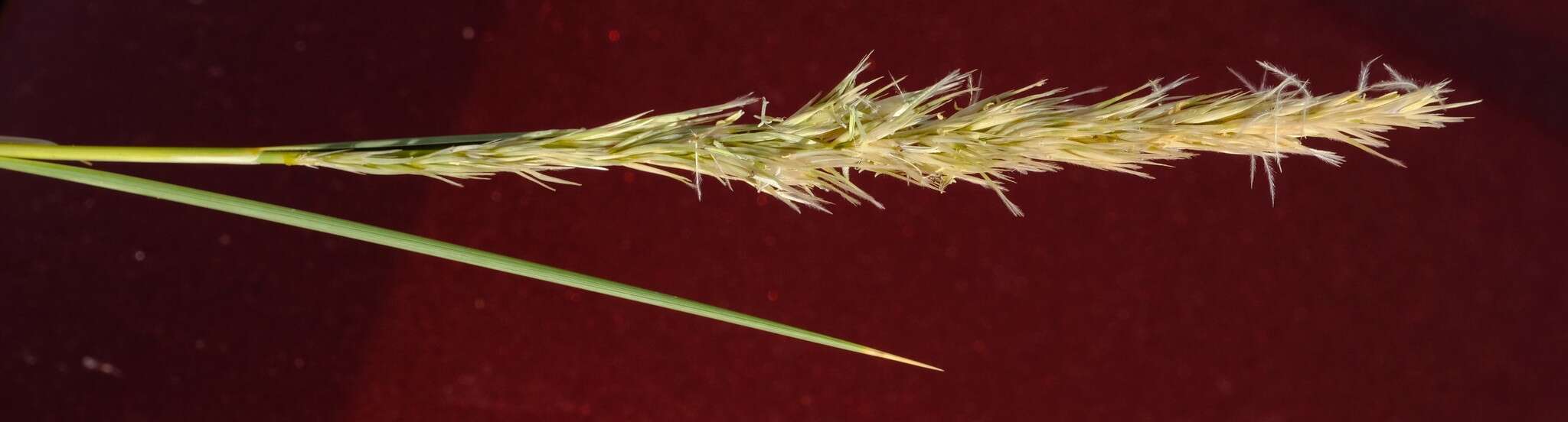 Image de Stipagrostis sabulicola (Pilg.) De Winter