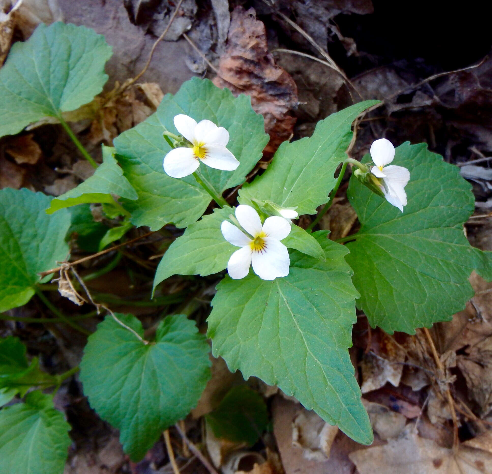 Imagem de Viola canadensis L.