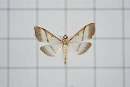 Image of Bradina diagonalis Guenée 1854