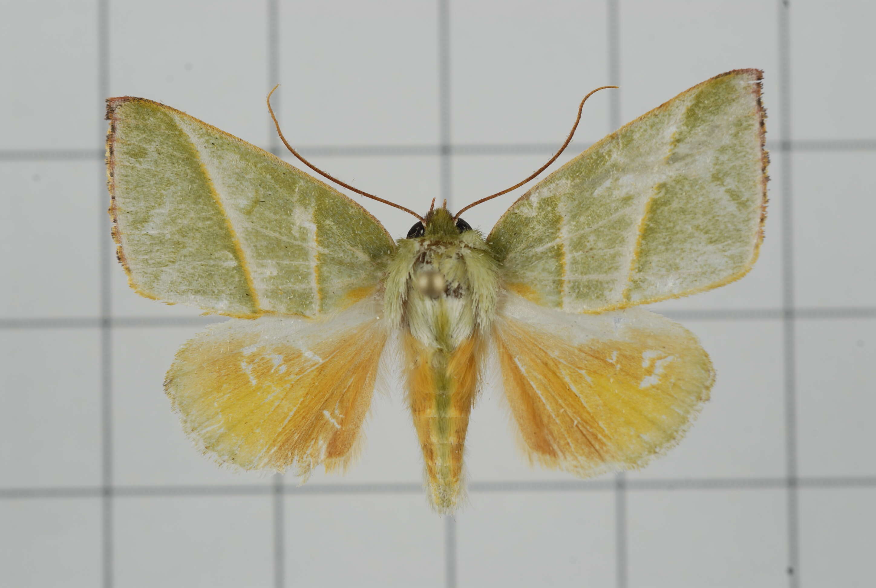 Image of Hylophilodes tsukusensis Nagano 1918