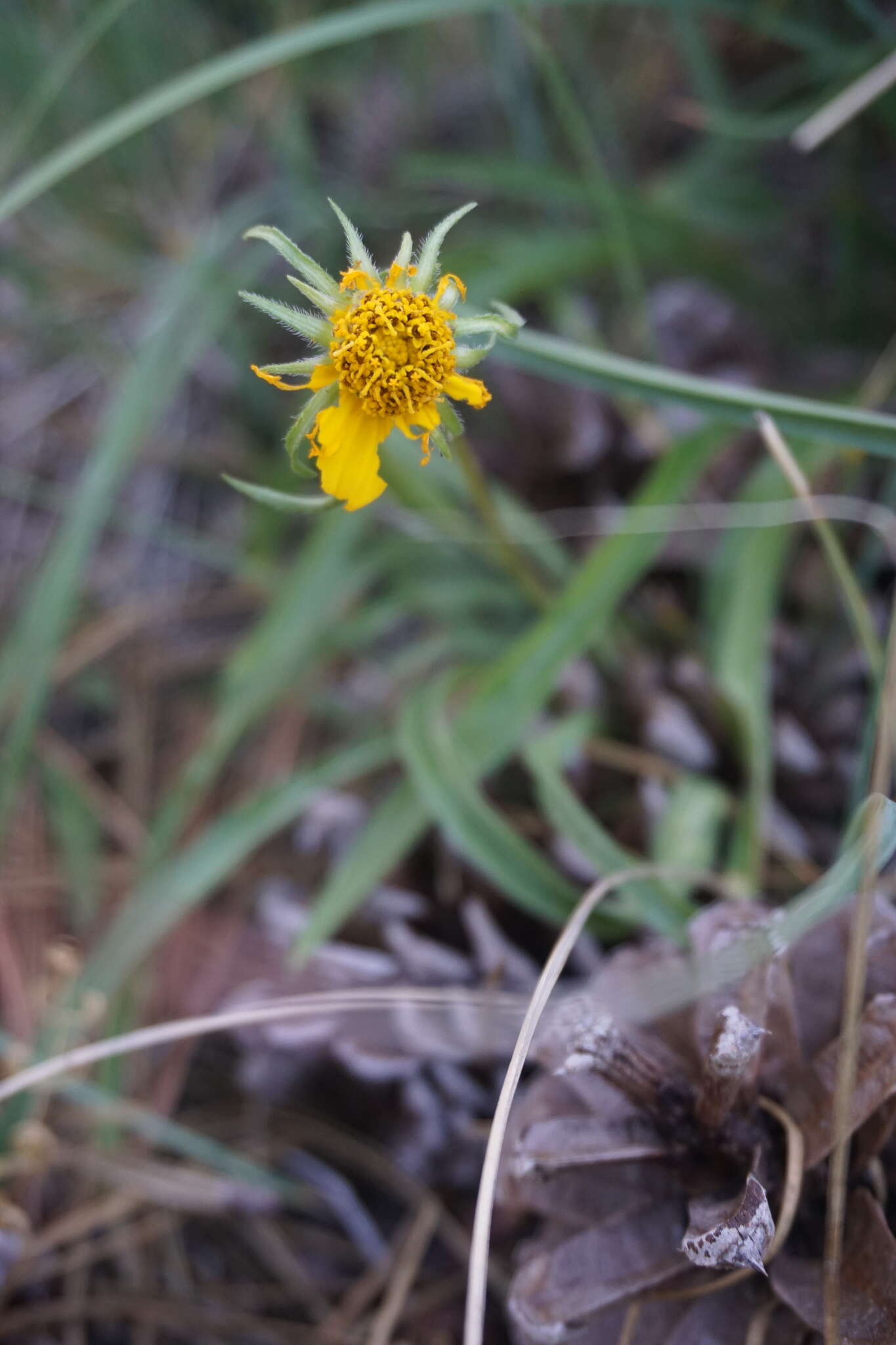 Imagem de Helianthella californica subsp. shastensis (W. A. Weber) W. A. Weber