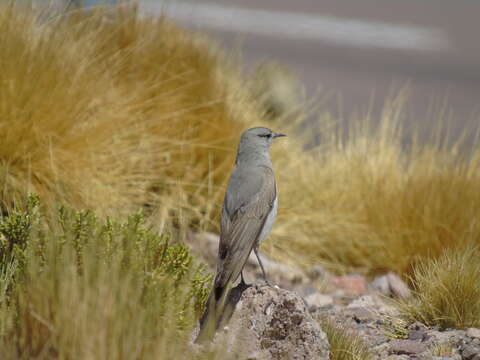 Image of Puna Ground Tyrant