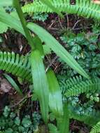 Слика од Platanthera stricta Lindl.