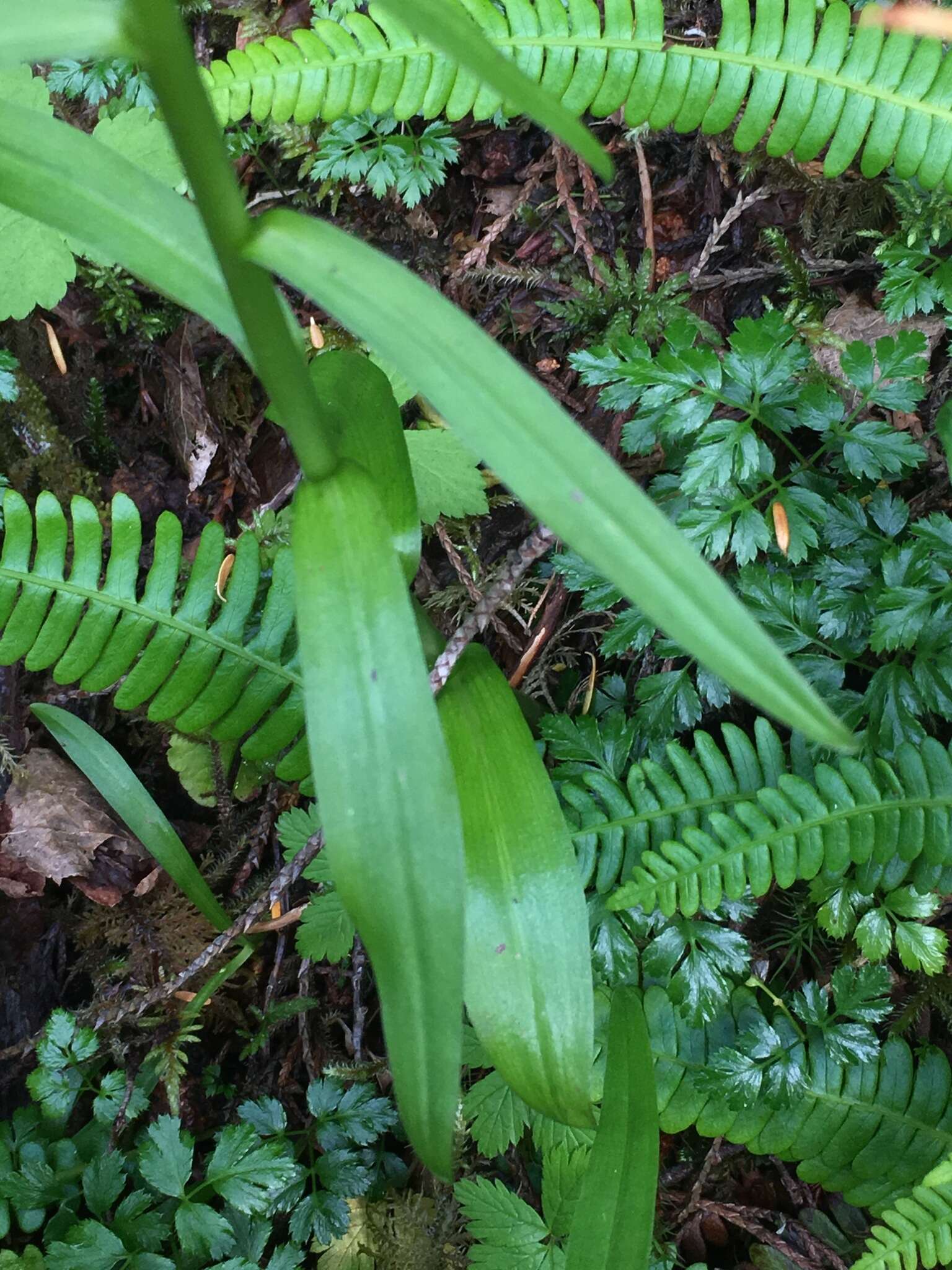 Imagem de Platanthera stricta Lindl.