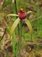 Image of Southern spider orchid