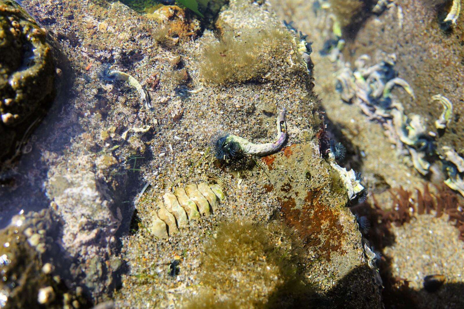 Image of Blue Tube Worm