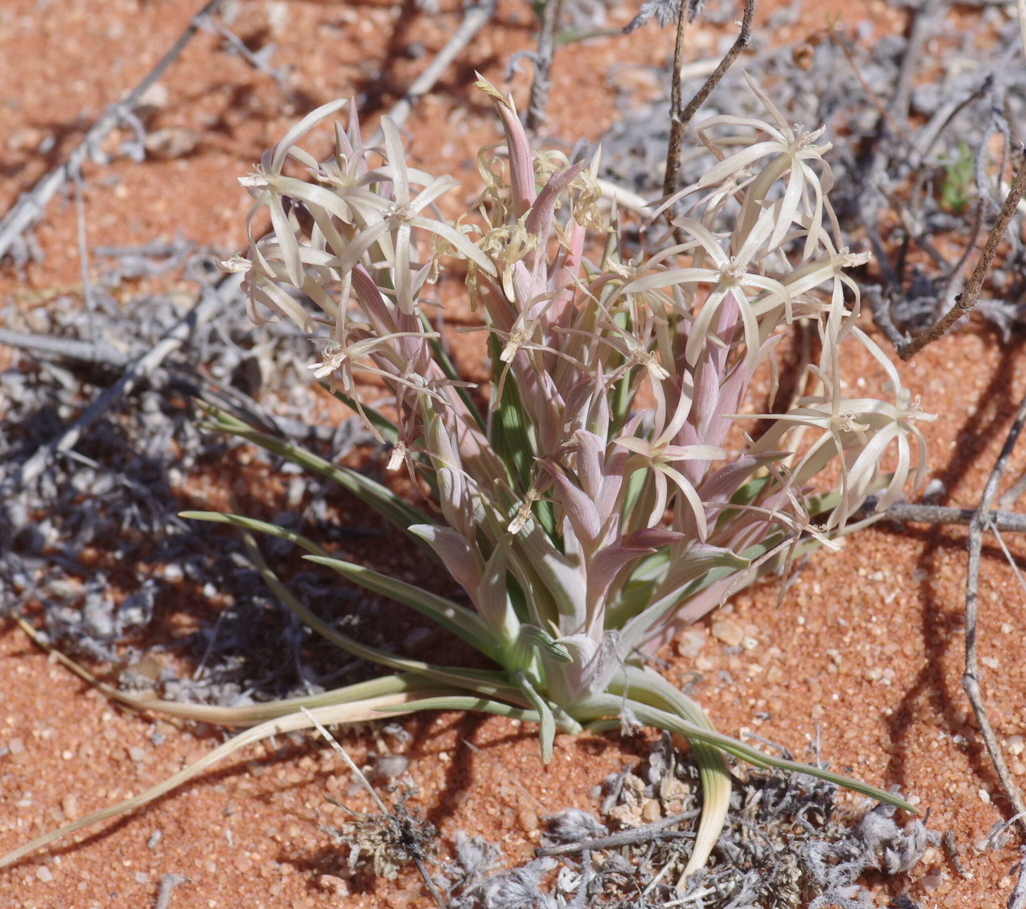 Image of Lapeirousia littoralis Baker